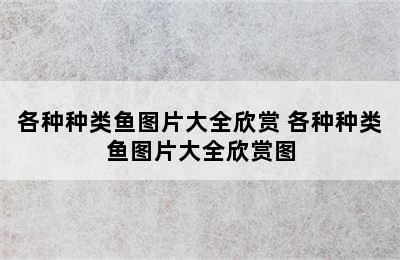 各种种类鱼图片大全欣赏 各种种类鱼图片大全欣赏图